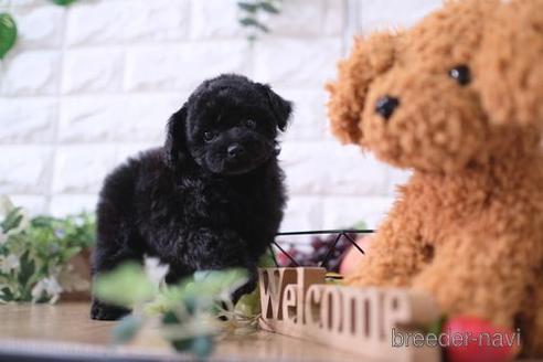 成約済の滋賀県のトイプードル-170939の1枚目