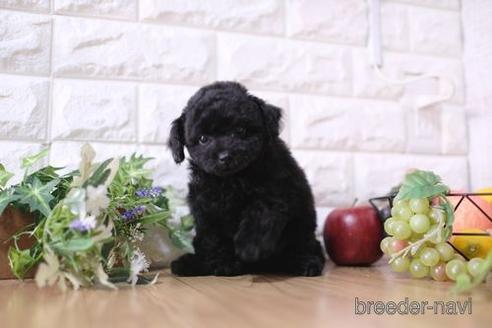 成約済の滋賀県のトイプードル-170939の4枚目