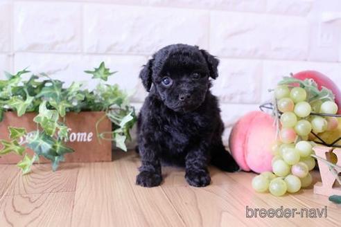 成約済の滋賀県のトイプードル-170939の3枚目