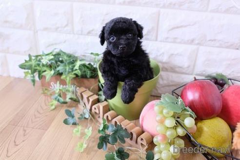 成約済の滋賀県のトイプードル-170939の2枚目