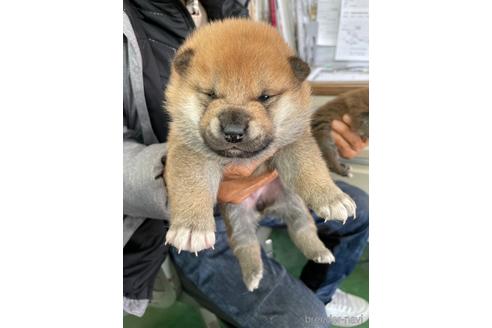 成約済の広島県の柴犬-170793