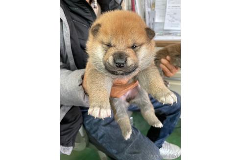 成約済の広島県の柴犬-170793の5枚目