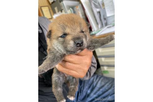 成約済の広島県の柴犬-170792の5枚目