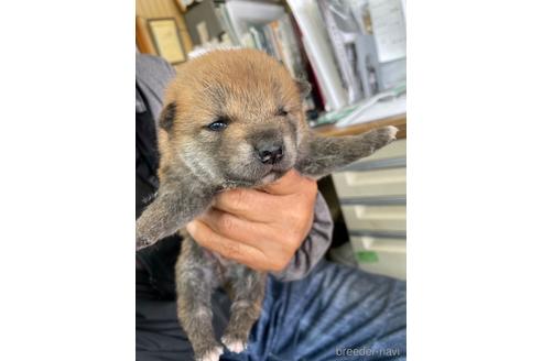 成約済の広島県の柴犬-170792の6枚目