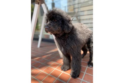 成約済の東京都のその他の犬種-164690の16枚目