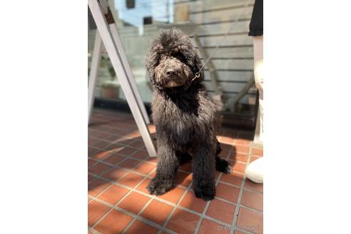 成約済の東京都のその他の犬種-164690の15枚目