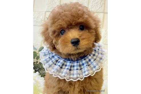 成約済の埼玉県のトイプードル-172894の3枚目