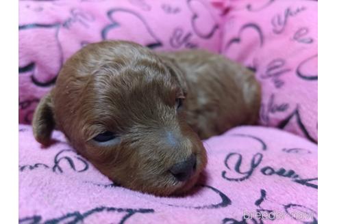 成約済の愛知県のトイプードル-171929の4枚目