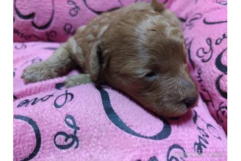 成約済の愛知県のトイプードル-171928の9枚目
