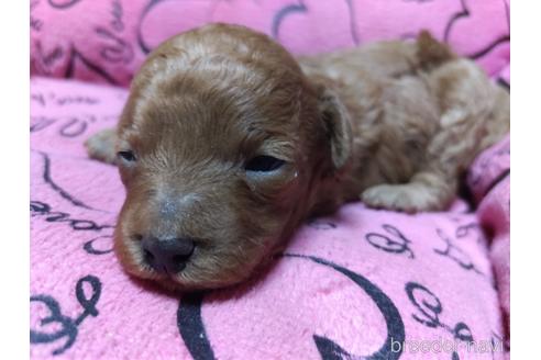 成約済の愛知県のトイプードル-171928の8枚目