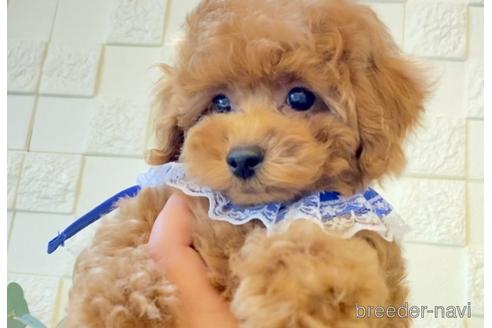 成約済の埼玉県のトイプードル-172895の10枚目