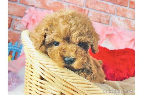 成約済の神奈川県のタイニープードル-170349の3枚目