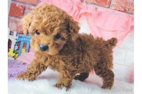 成約済の神奈川県のタイニープードル-170347の4枚目