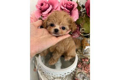 成約済の広島県のミックス犬-169502の2枚目