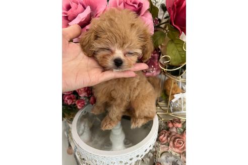 成約済の広島県のミックス犬-169502の3枚目