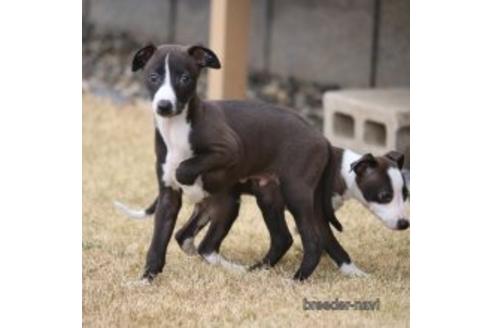 成約済の埼玉県のイタリアングレーハウンド(イタグレ)-172908の1枚目