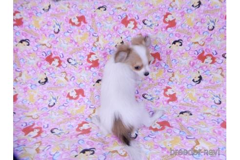 成約済の千葉県のミックス犬-172930の2枚目