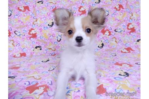 成約済の千葉県のミックス犬-172930の4枚目