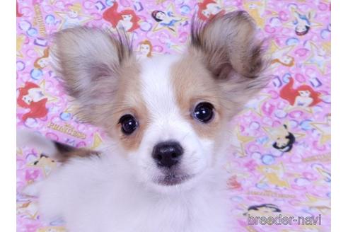 成約済の千葉県のミックス犬-172930の1枚目