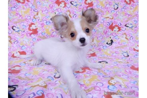 成約済の千葉県のミックス犬-172930の3枚目