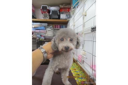 成約済の大阪府のタイニープードル-172934の1枚目