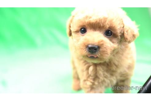 成約済の千葉県のトイプードル-172945の4枚目