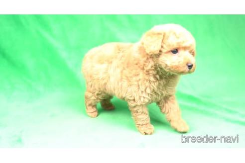 成約済の千葉県のトイプードル-172945の2枚目