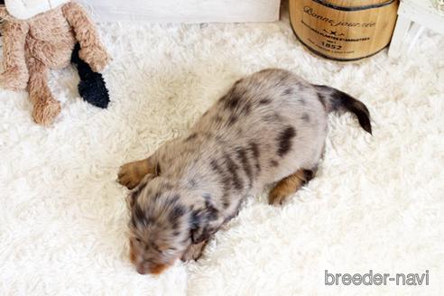 成約済の佐賀県のミニチュアダックスフンド(ロングヘアード)-172948の5枚目