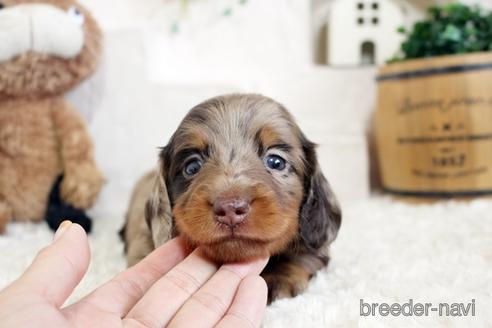 成約済の佐賀県のミニチュアダックスフンド(ロングヘアード)-172948の1枚目