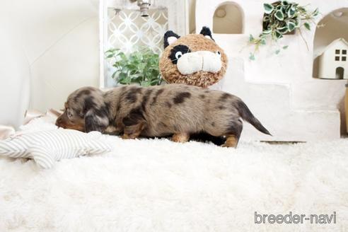 成約済の佐賀県のミニチュアダックスフンド(ロングヘアード)-172948の2枚目