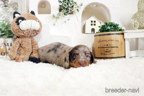 成約済の佐賀県のミニチュアダックスフンド(ロングヘアード)-172948の3枚目