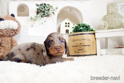 成約済の佐賀県のミニチュアダックスフンド(ロングヘアード)-172948の4枚目