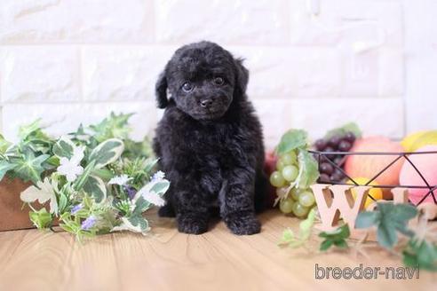 成約済の滋賀県のトイプードル-170940の1枚目