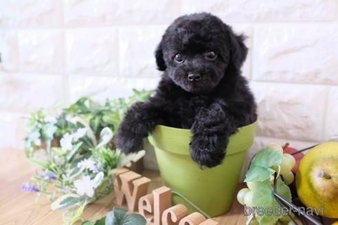 成約済の滋賀県のトイプードル-170940の7枚目