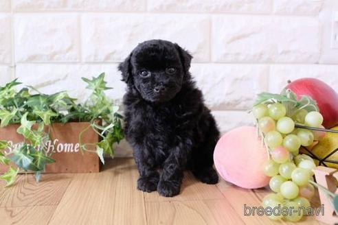 成約済の滋賀県のトイプードル-170940の3枚目
