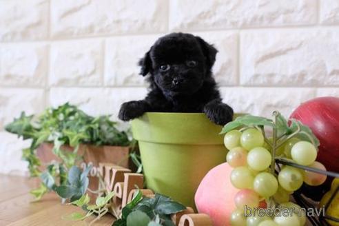 成約済の滋賀県のトイプードル-170940の2枚目