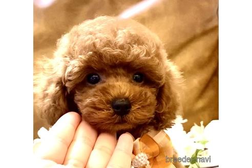 成約済の埼玉県のトイプードル-171992の3枚目