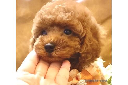 成約済の埼玉県のトイプードル-171992の4枚目