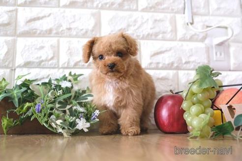 成約済の滋賀県のトイプードル-171126の1枚目