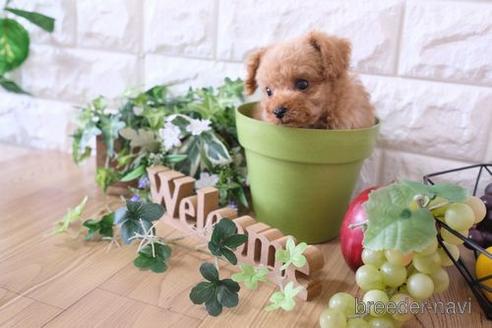 成約済の滋賀県のトイプードル-171126の6枚目