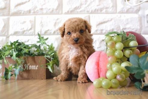 成約済の滋賀県のトイプードル-171126の3枚目