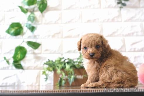 成約済の滋賀県のトイプードル-171126の2枚目