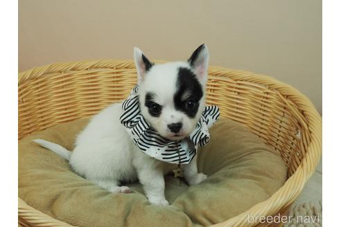 成約済の埼玉県のチワワ(ロングコート)-171770