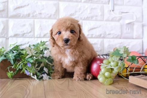 成約済の滋賀県のトイプードル-170947の1枚目