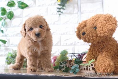 成約済の滋賀県のトイプードル-170947の7枚目