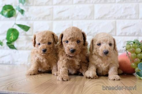 成約済の滋賀県のトイプードル-170947の4枚目