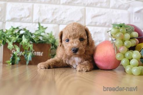 成約済の滋賀県のトイプードル-170947の3枚目