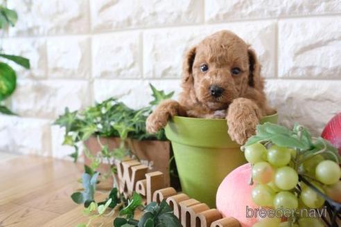 成約済の滋賀県のトイプードル-170947の2枚目