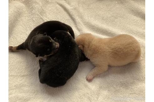 成約済の岡山県の豆柴-172958の1枚目