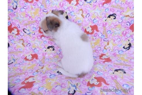 成約済の千葉県のチワワ(ロングコート)-171505の4枚目